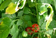 Come si raccolgono gli ortaggi e le piante aromatiche 955 0 Come si raccolgono gli ortaggi e le erbe aromatiche